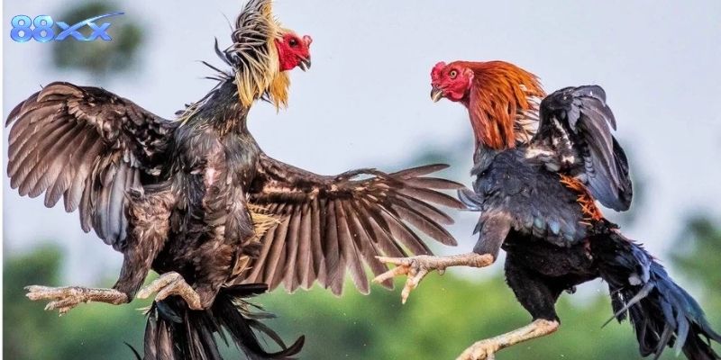 Đá gà 88XX mãn nhãn cùng những cú đá sấm sét đầy uy lực