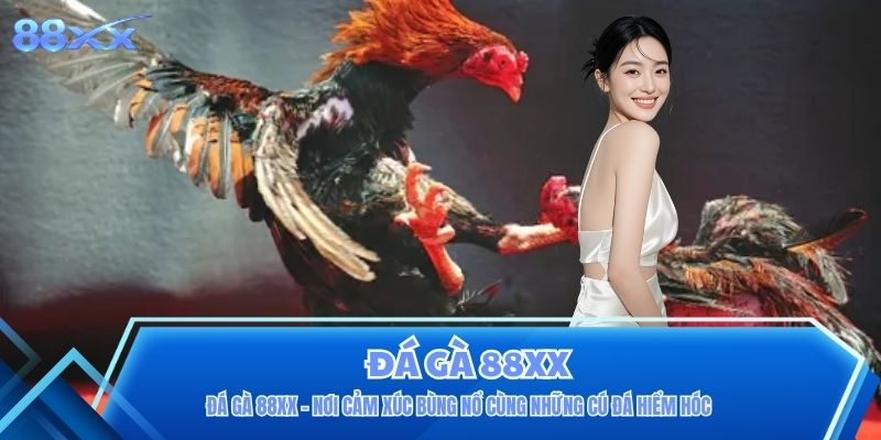 Đá Gà 88XX - Nơi Cảm Xúc Bùng Nổ Cùng Những Cú Đá Hiểm Hóc