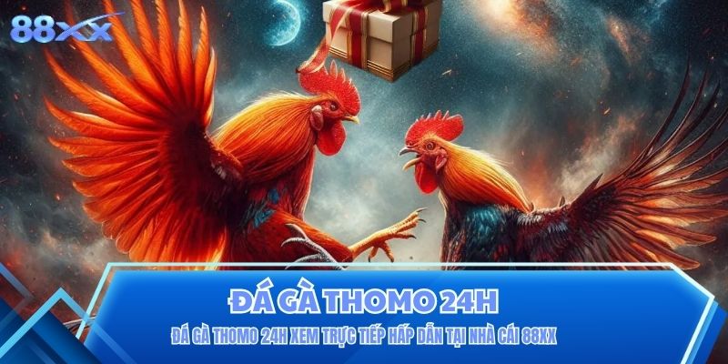 Đá Gà Thomo 24h Xem Trực Tiếp Hấp Dẫn Tại Nhà Cái 88XX