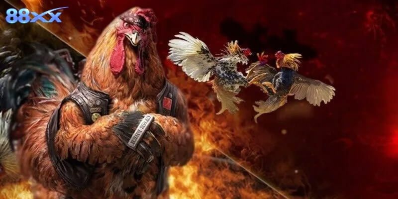 Giới thiệu sức hấp dẫn và không khí sôi động của sân gà Thomo
