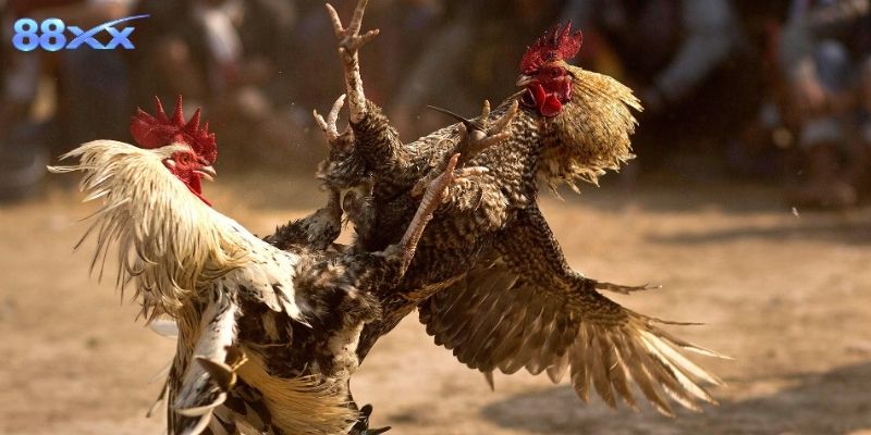 Hệ thống phát sóng ổn định, cập nhật trận đấu nhanh và rõ nét