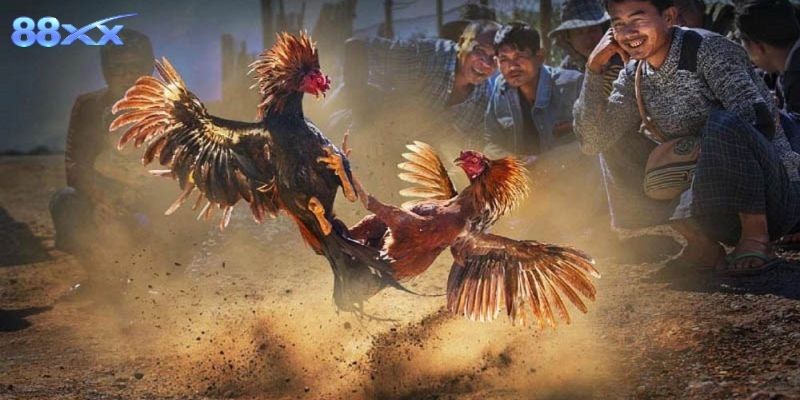 Hướng dẫn theo dõi và tận hưởng trận đấu trực tiếp tại nhà