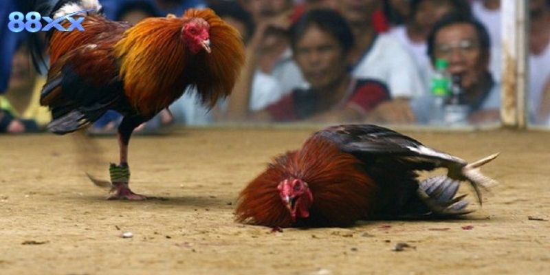 Khám phá vì sao hình thức này ngày càng phổ biến hiện nay
