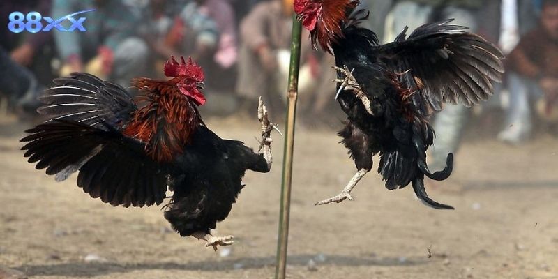 Kinh nghiệm giúp nhận biết phong độ chiến kê khi xem đá gà trực tiếp