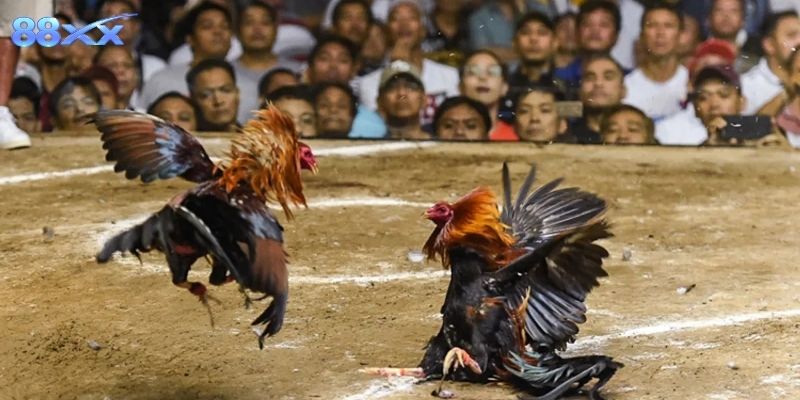 Trải nghiệm trận đấu sống động, hình ảnh sắc nét, cập nhật liên tục