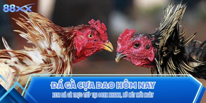 Xem Đá Gà Trực Tiếp Tại 88XX Nhanh, Rõ Nét Mỗi Ngày